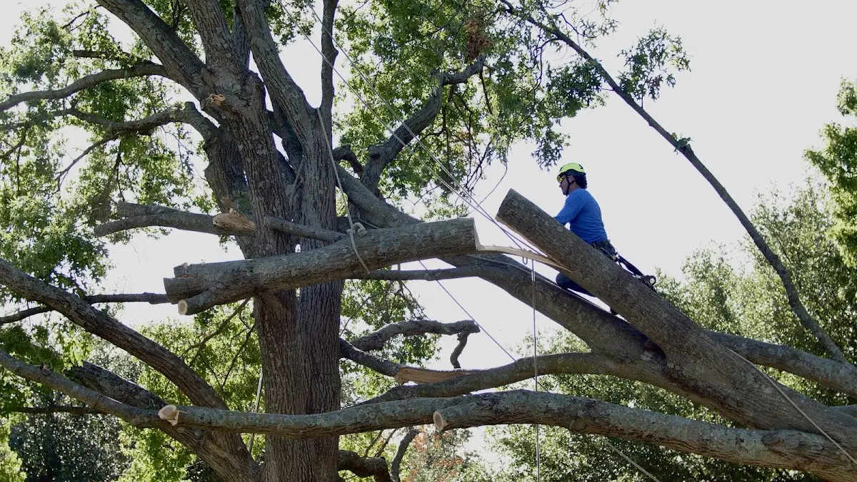 Professional Crown Thinning performed by certified arborists in Pindall