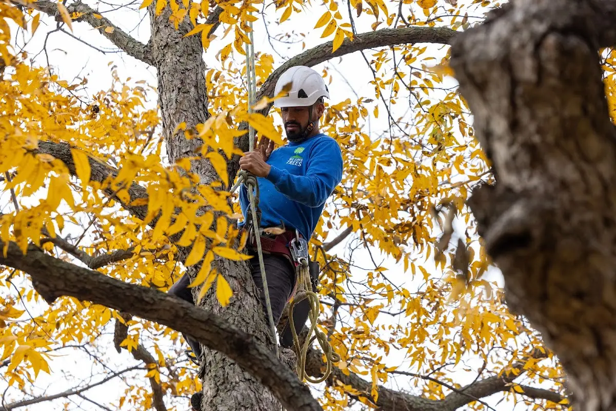 Skilled Tree Planing crew working in Pindall
